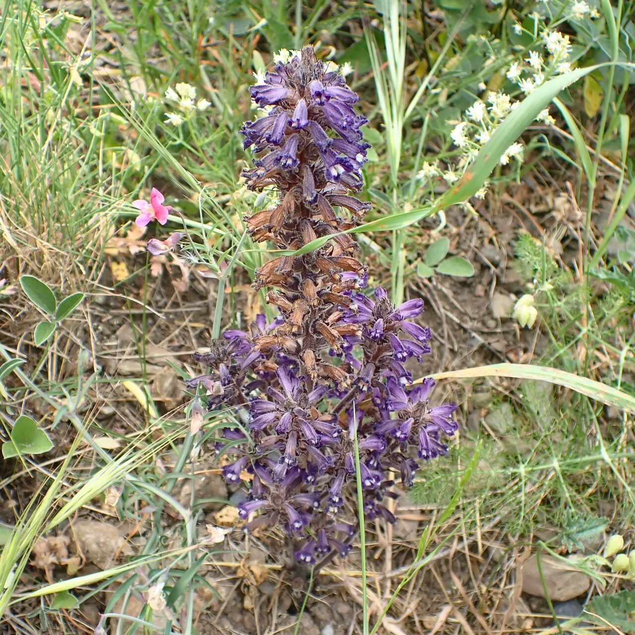 Phelipanche lavandulacea habit