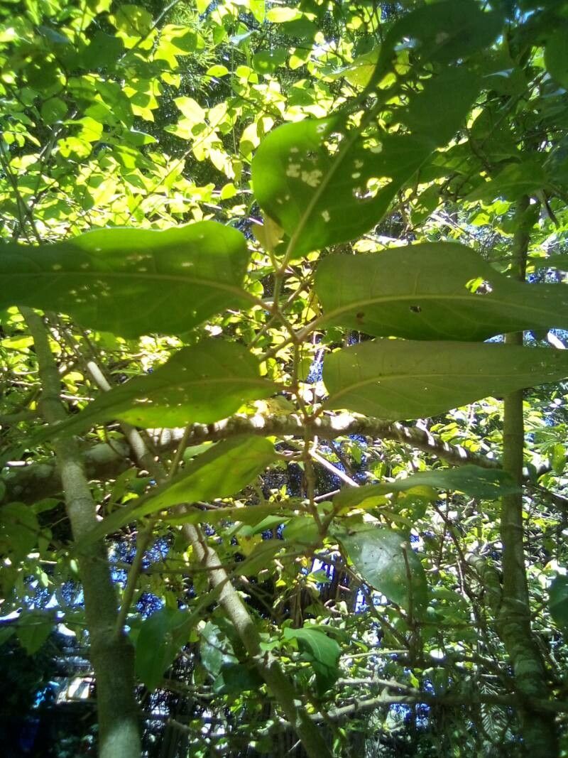 Tournefortia bicolor — related species from the same genus