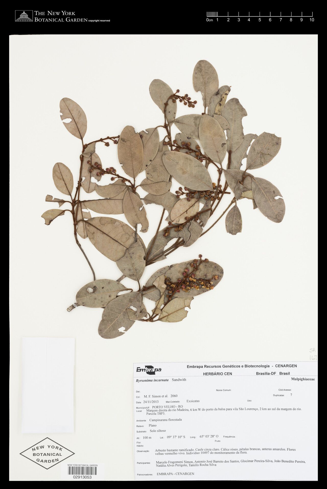 Byrsonima incarnata — houseplant care guide