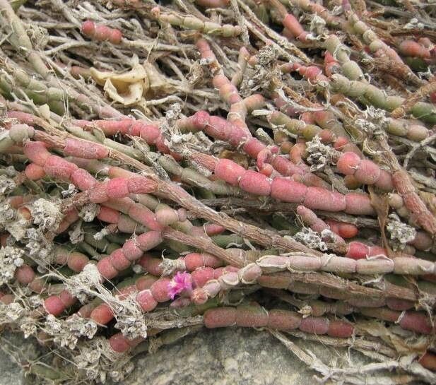 Mesembryanthemum dinteri habit