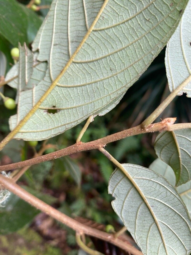 Frangula discolor bark