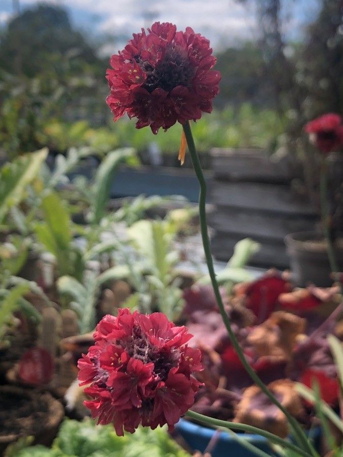 Armeria pseudoarmeria flower