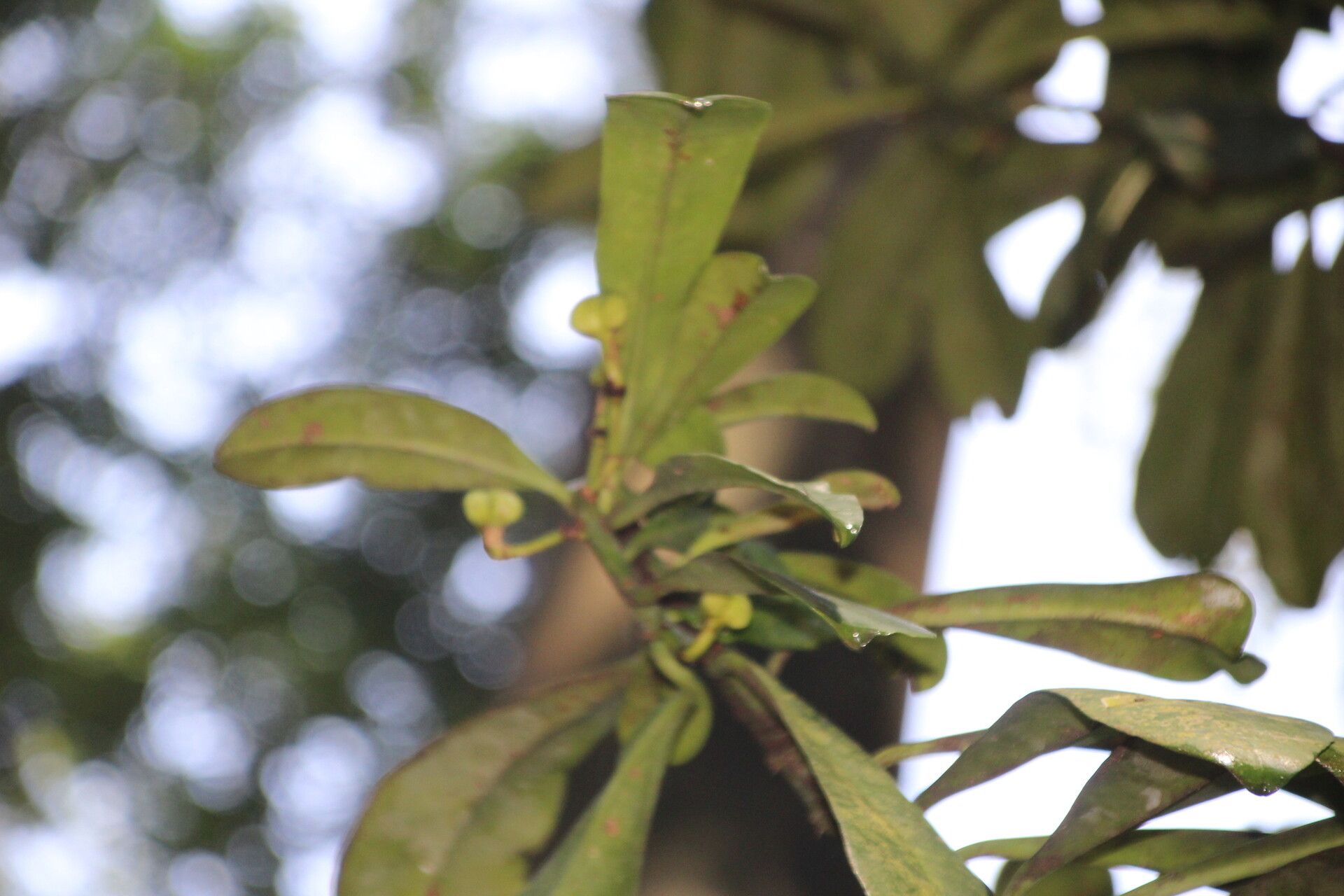 Euphorbia teke — houseplant care guide