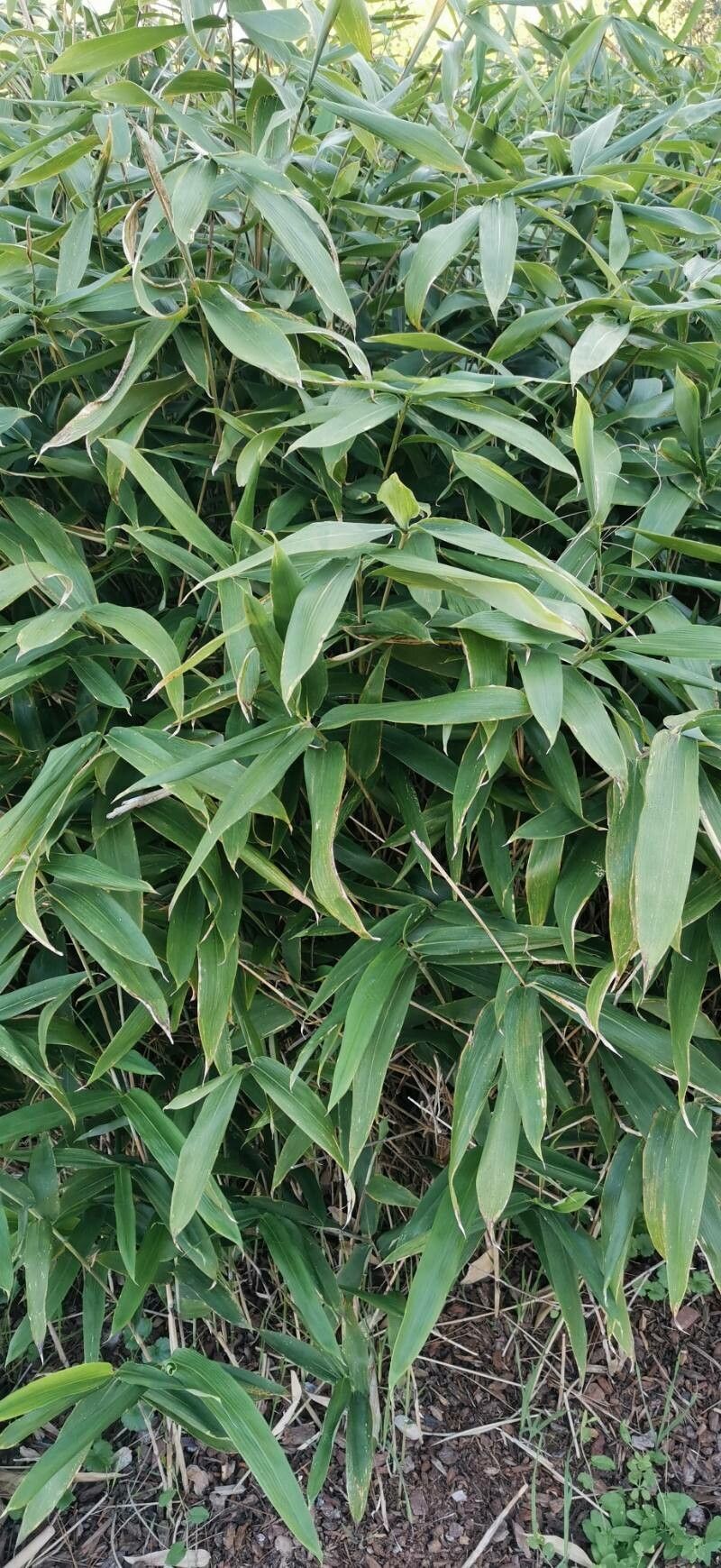 Sasaella masamuneana habit
