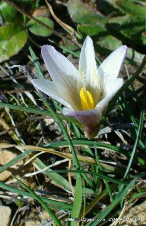 Crocus ochroleucus — houseplant care guide