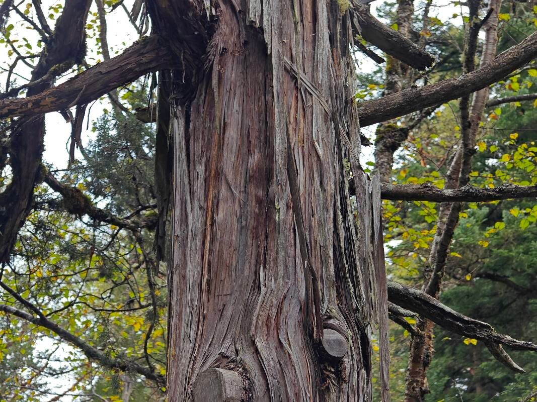 Juniperus saltuaria bark