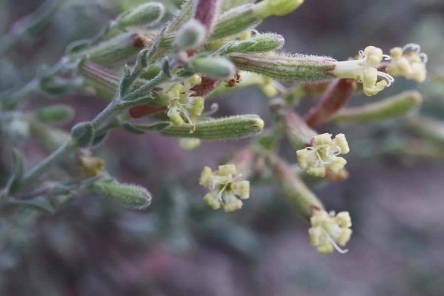 Silene thymifolia leaf