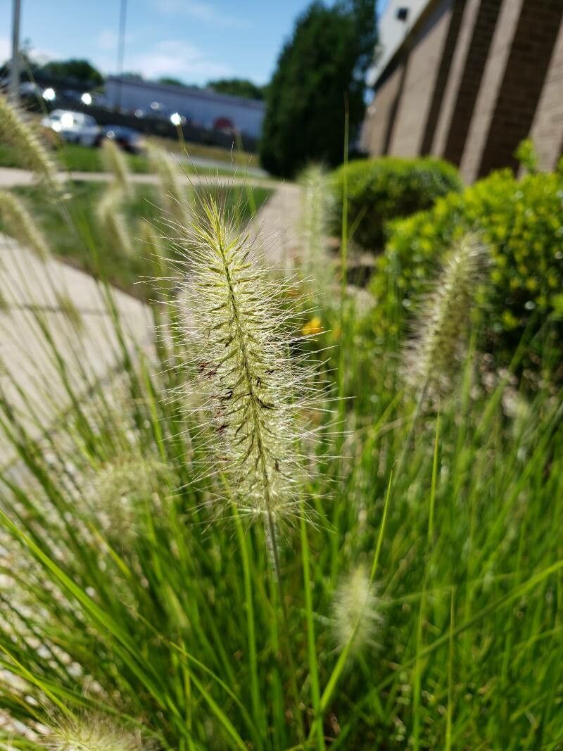 Cenchrus alopecuroides flower