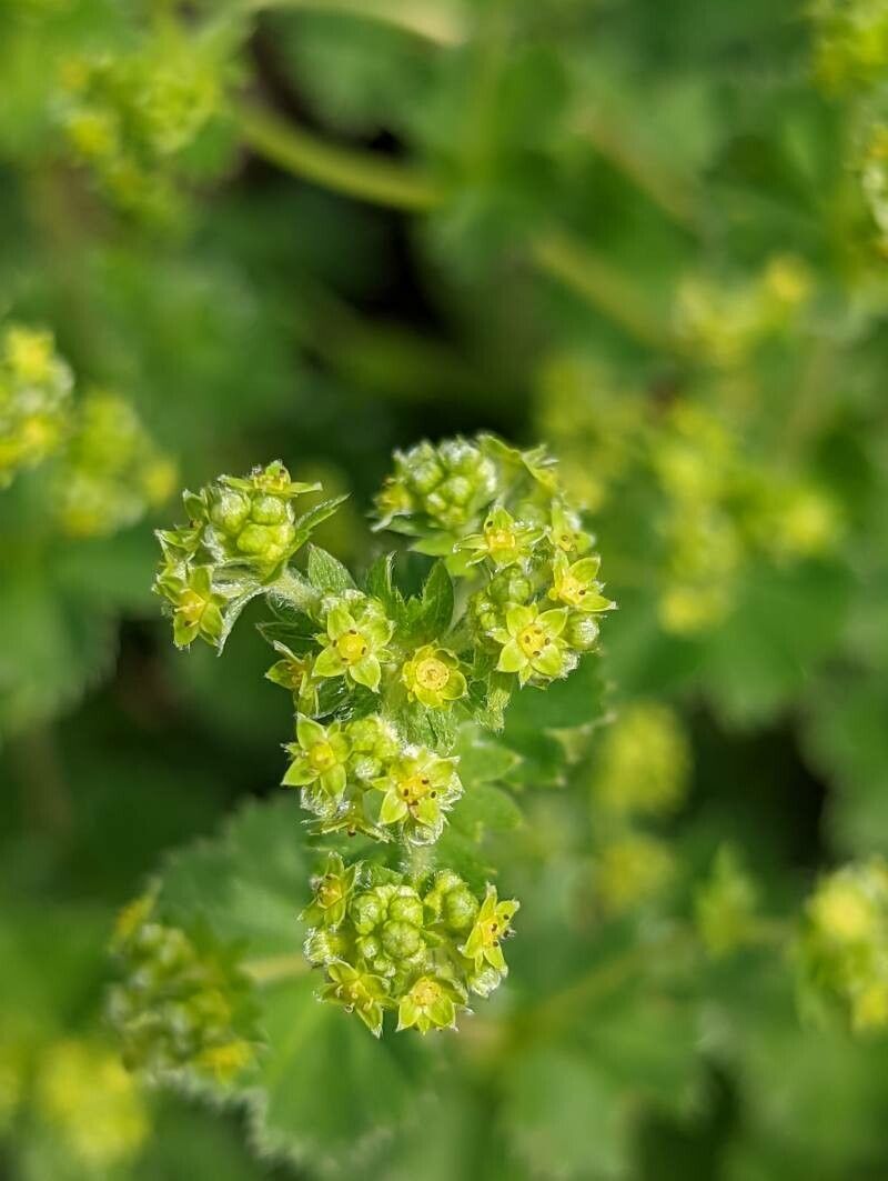 Alchemilla sericata flower