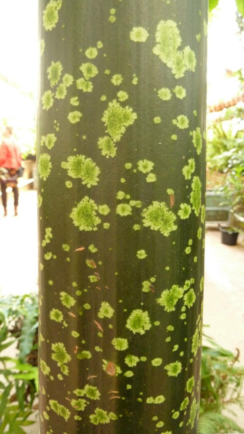 Azolla filiculoides bark