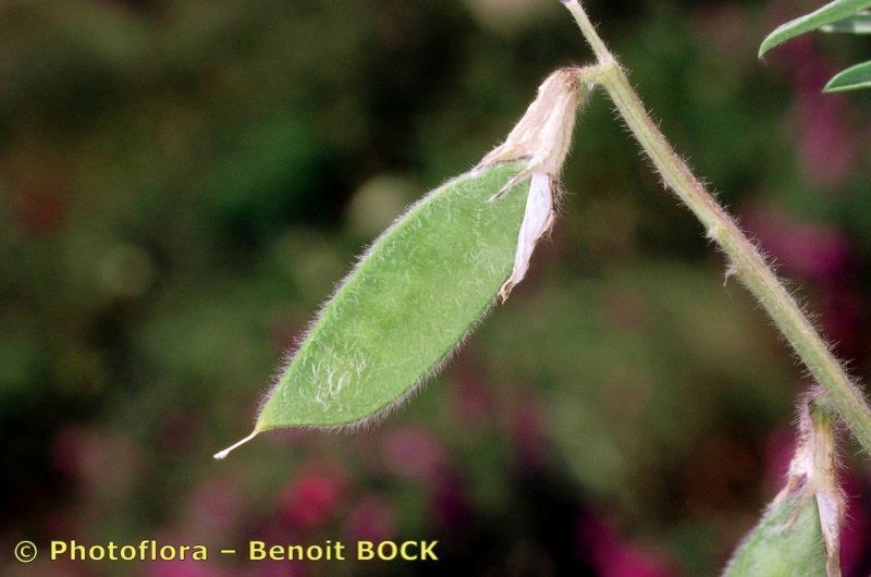 Vicia cusnae fruit
