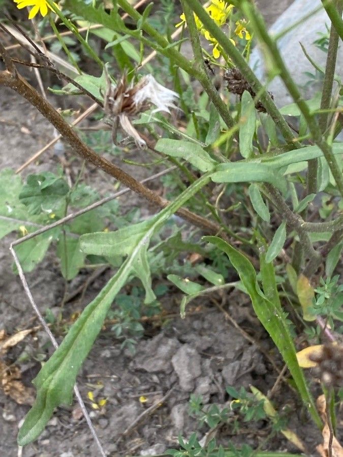 Erucastrum nasturtiifolium — search result for 'Brassicaceae'