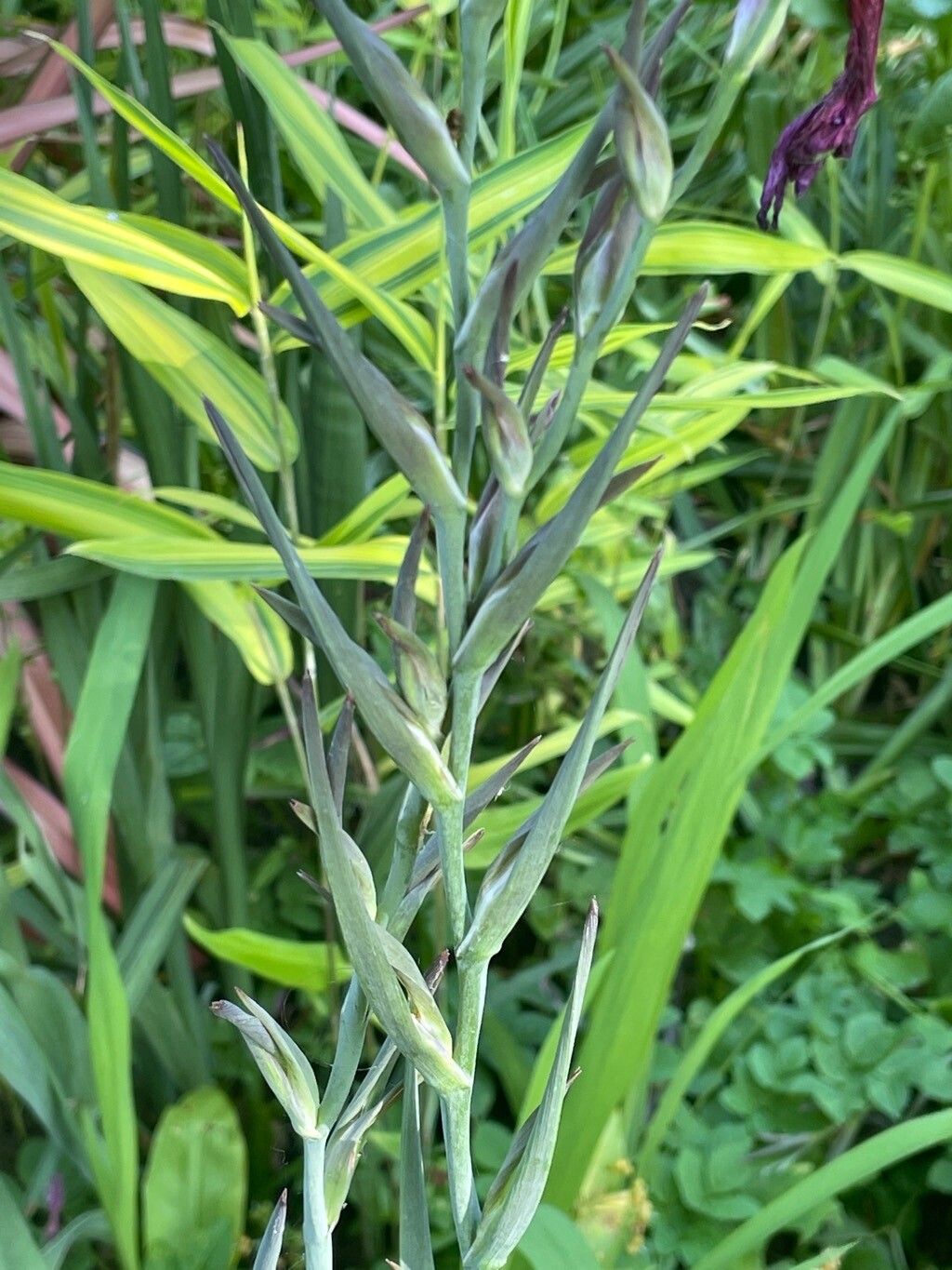 Gladiolus italicus — search result for 'Iridaceae'