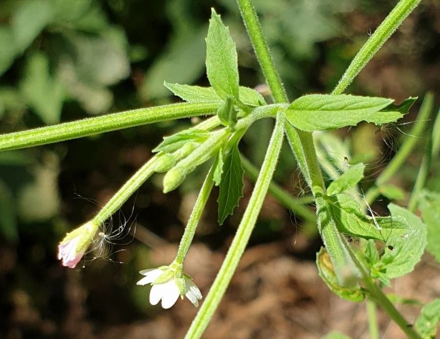 Epilobium obscurum flower