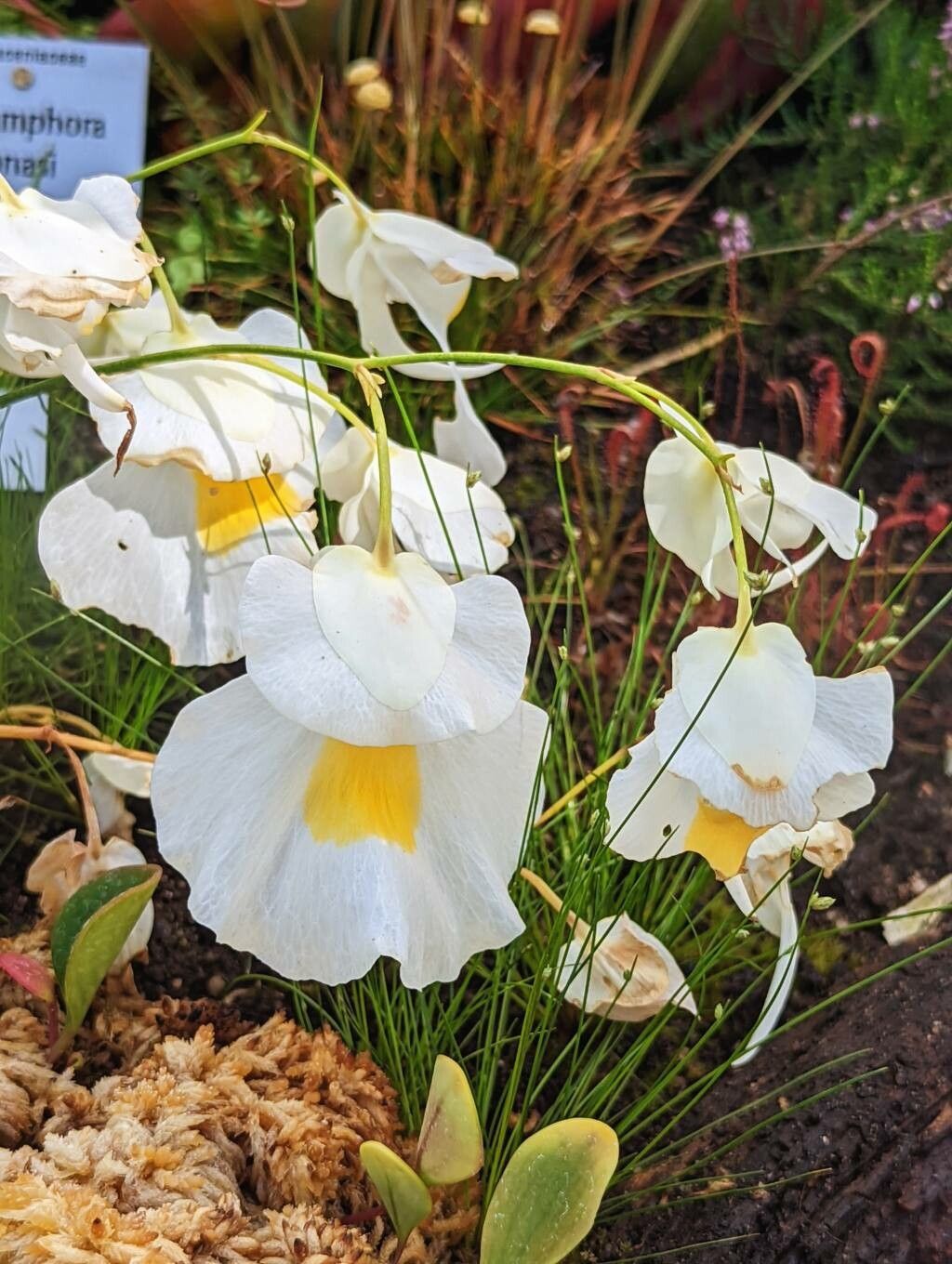 Utricularia alpina flower