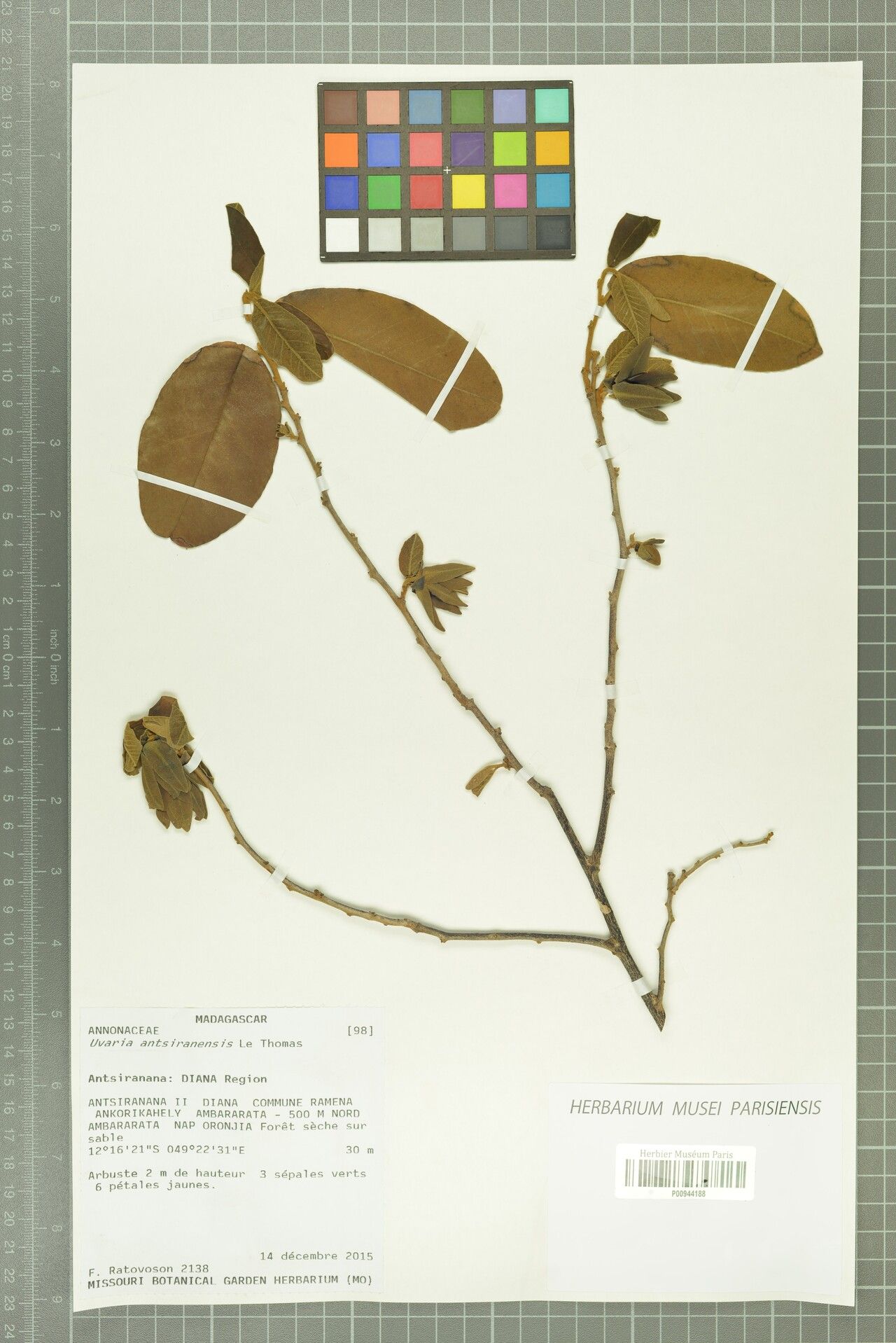 Uvaria antsiranensis — related species from the same genus