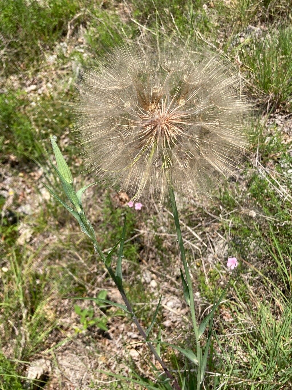 Tragopogon tommasinii flower