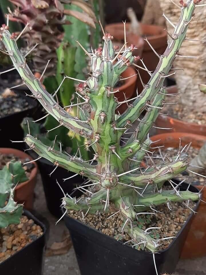 Euphorbia schizacantha — houseplant care guide