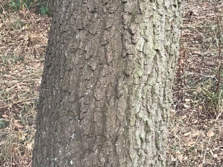Quercus arkansana bark