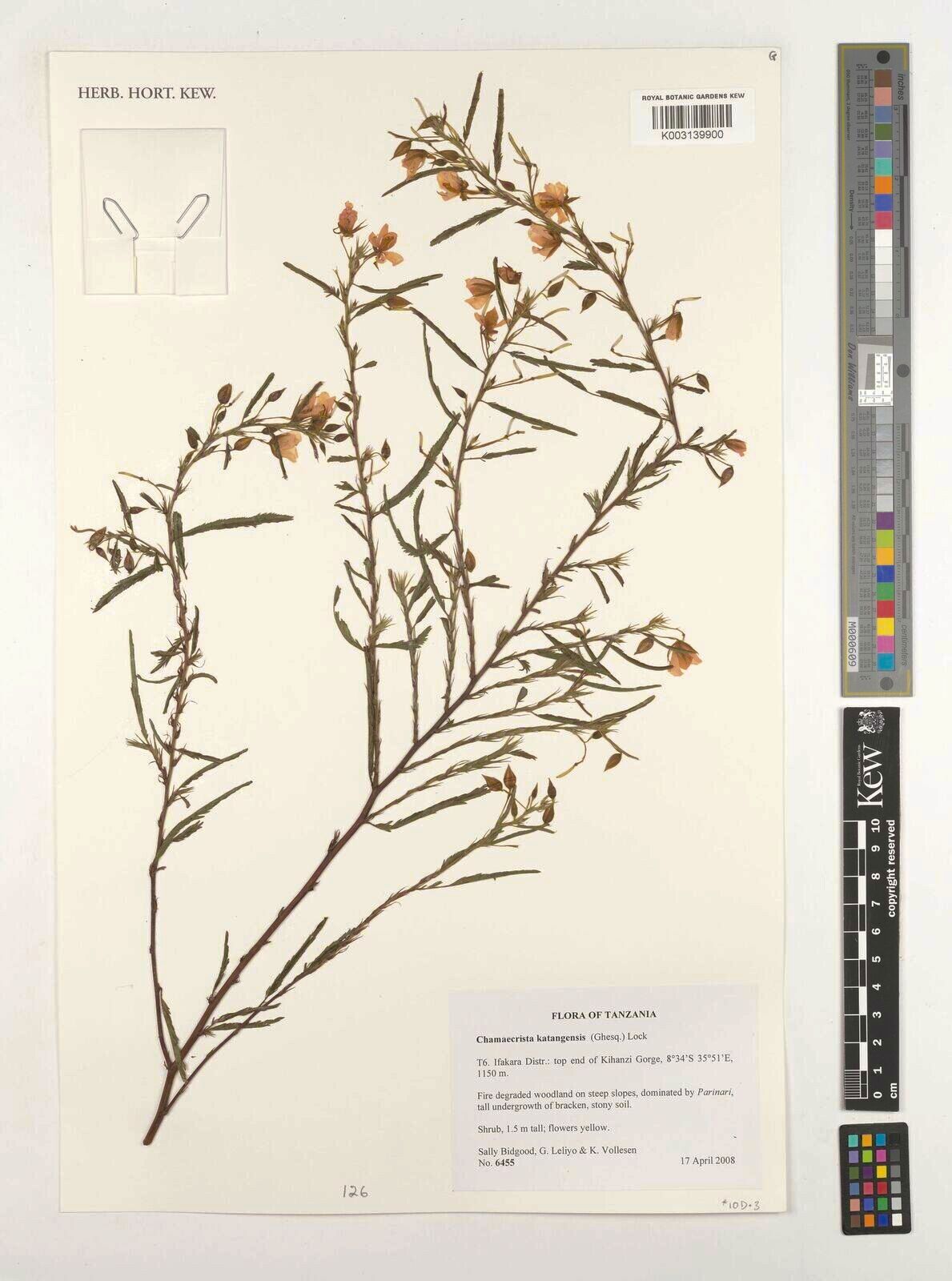 Chamaecrista katangensis — houseplant care guide