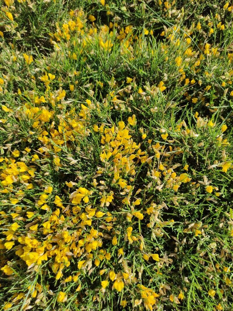 Genista desoleana flower