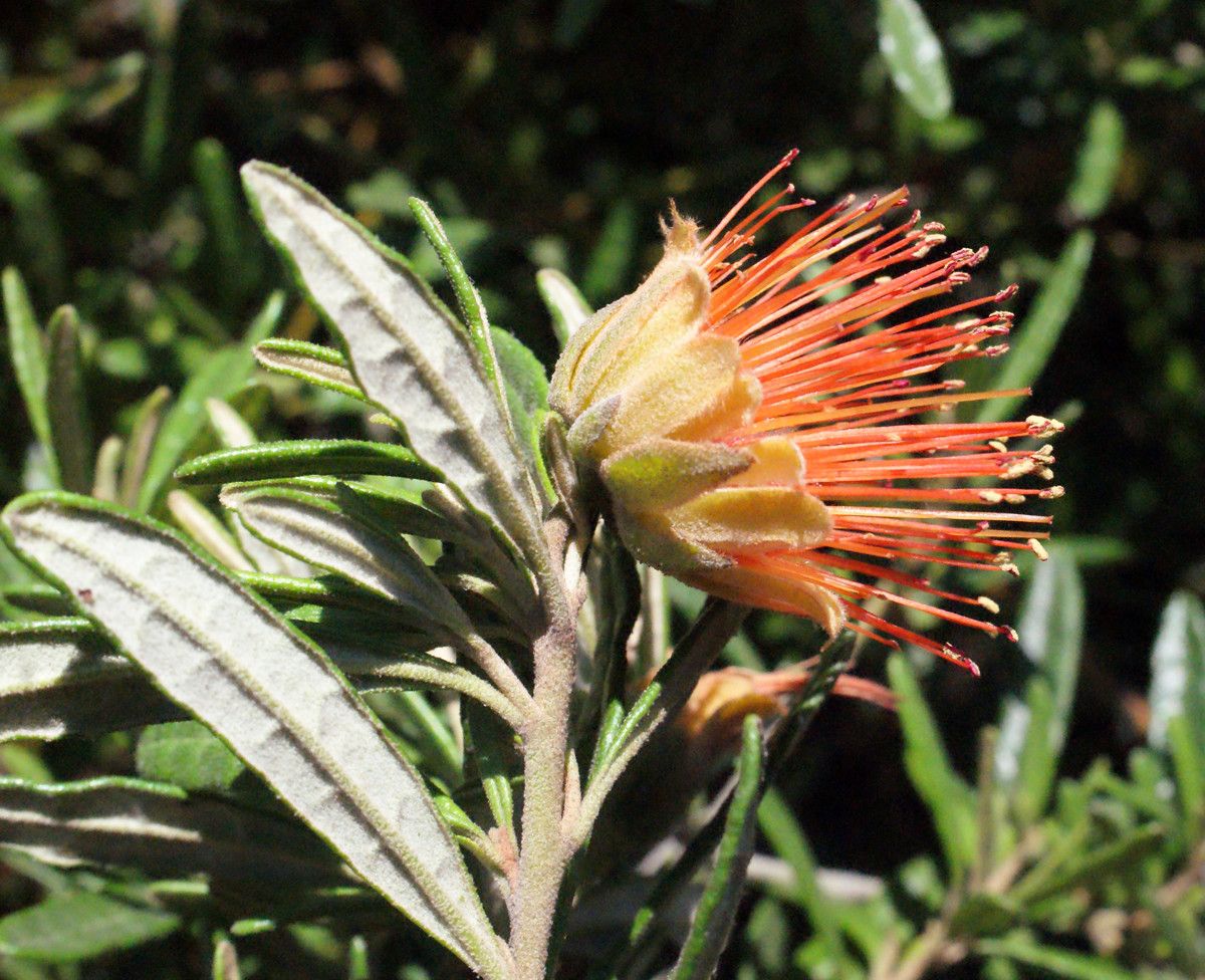 Diplolaena angustifolia leaf