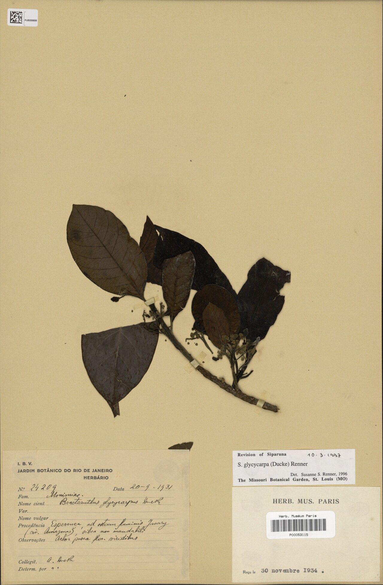 Siparuna glycycarpa — houseplant care guide