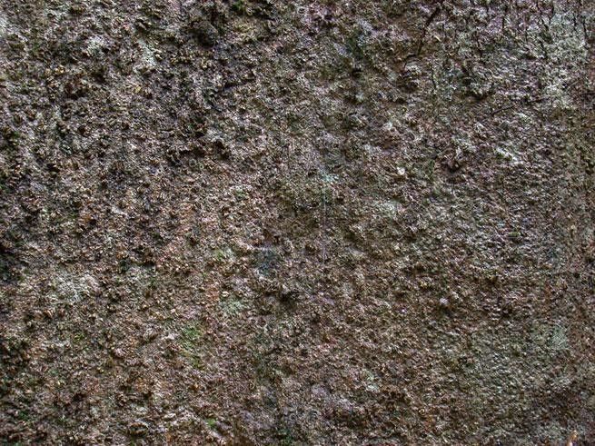 Ilex ramonensis bark