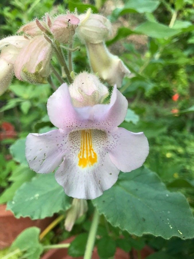 Proboscidea louisianica flower