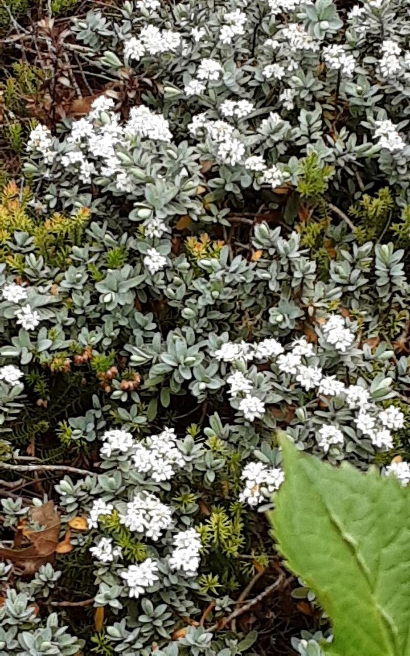 Veronica topiaria flower