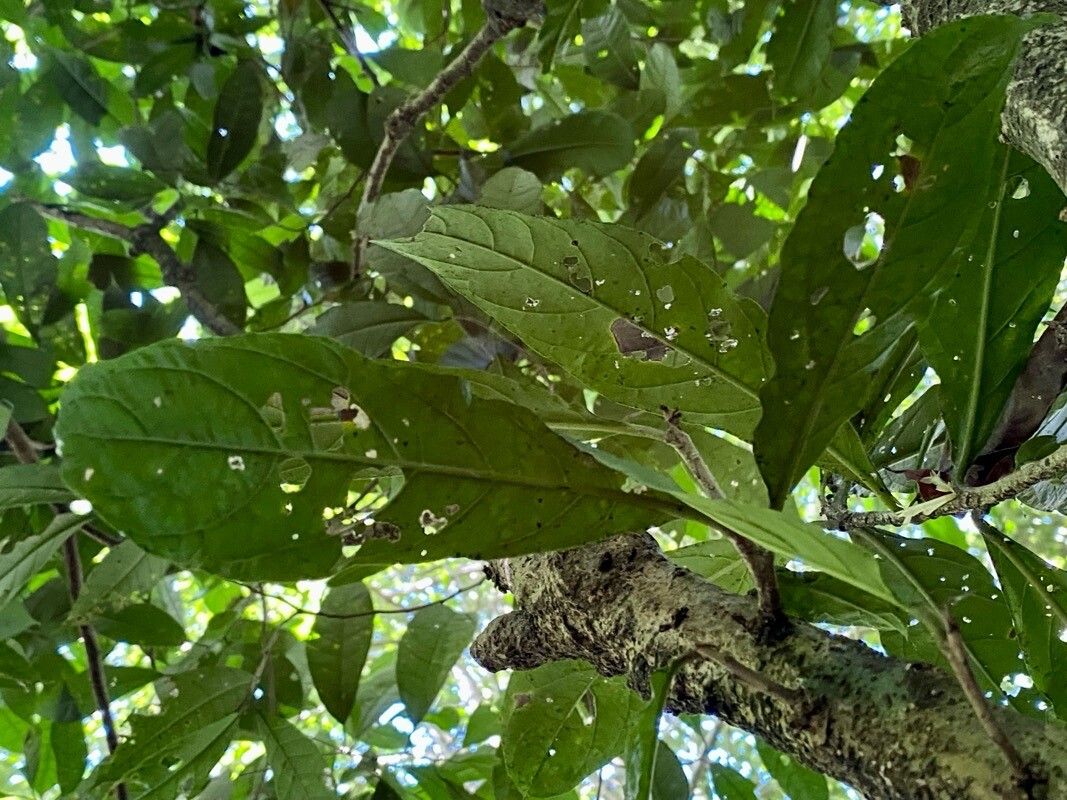 Cestrum schlechtendalii — search result for 'Cestrum'