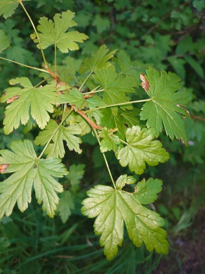 Ribes lacustre leaf