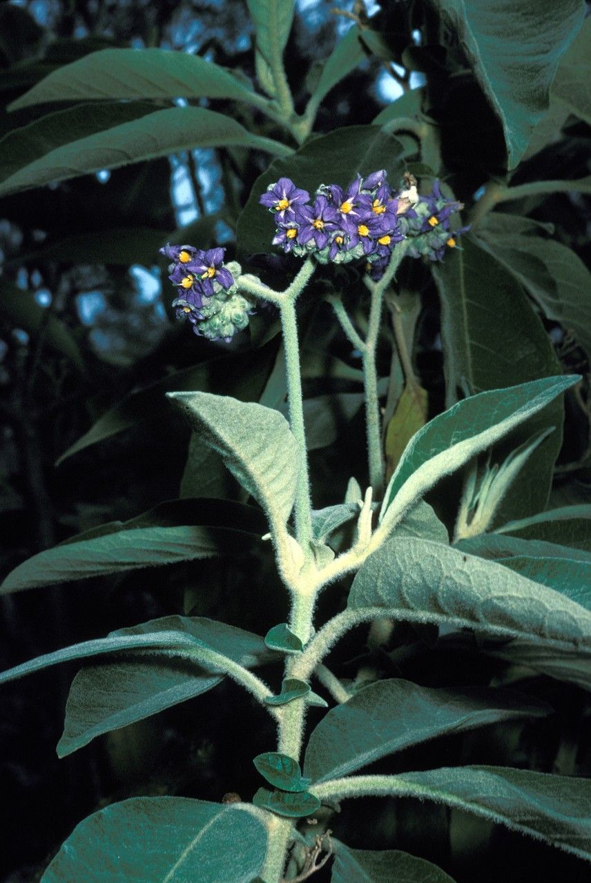 Solanum auriculatum flower