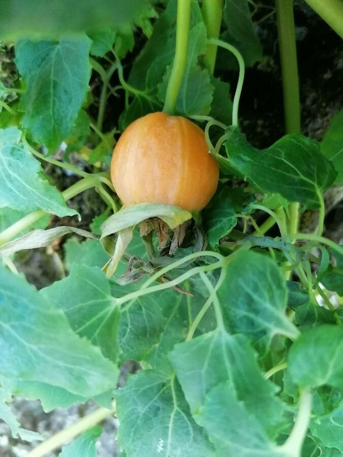 Canarina canariensis fruit