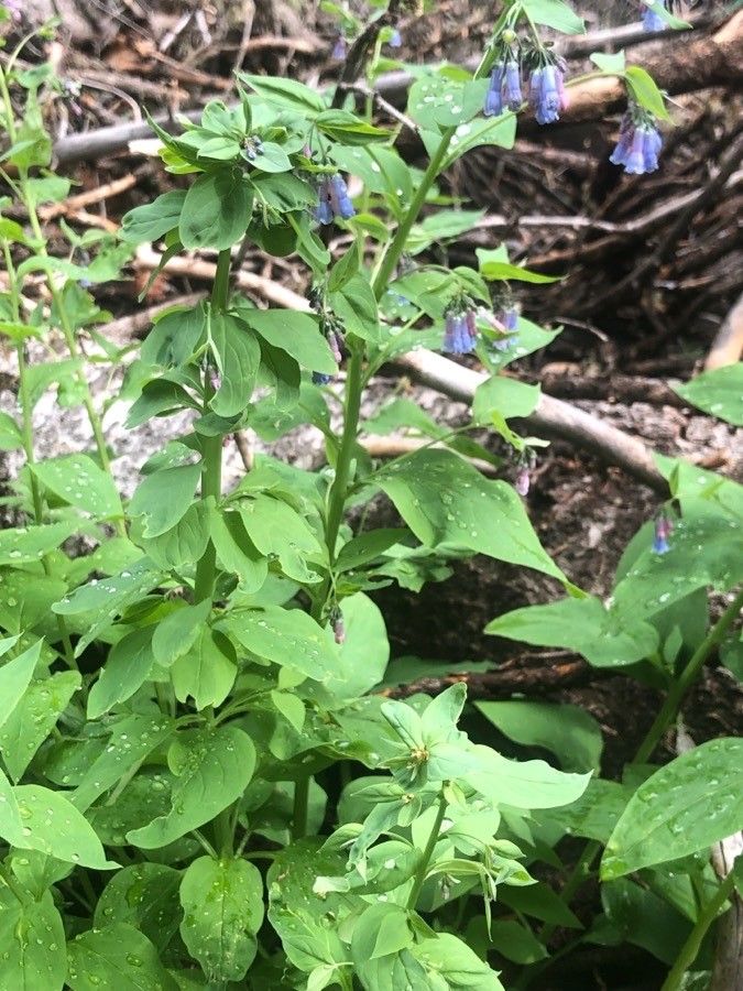 Mertensia ciliata habit