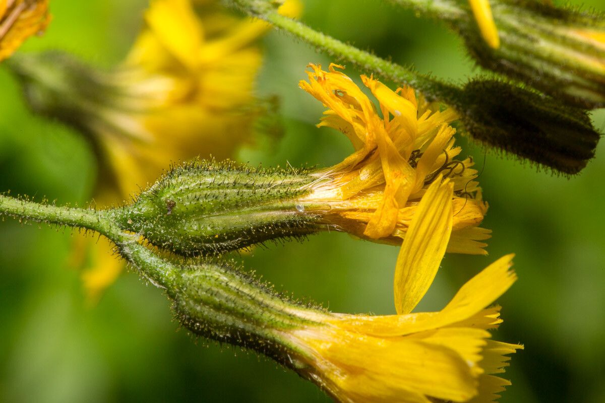 Hieracium prenanthoides flower