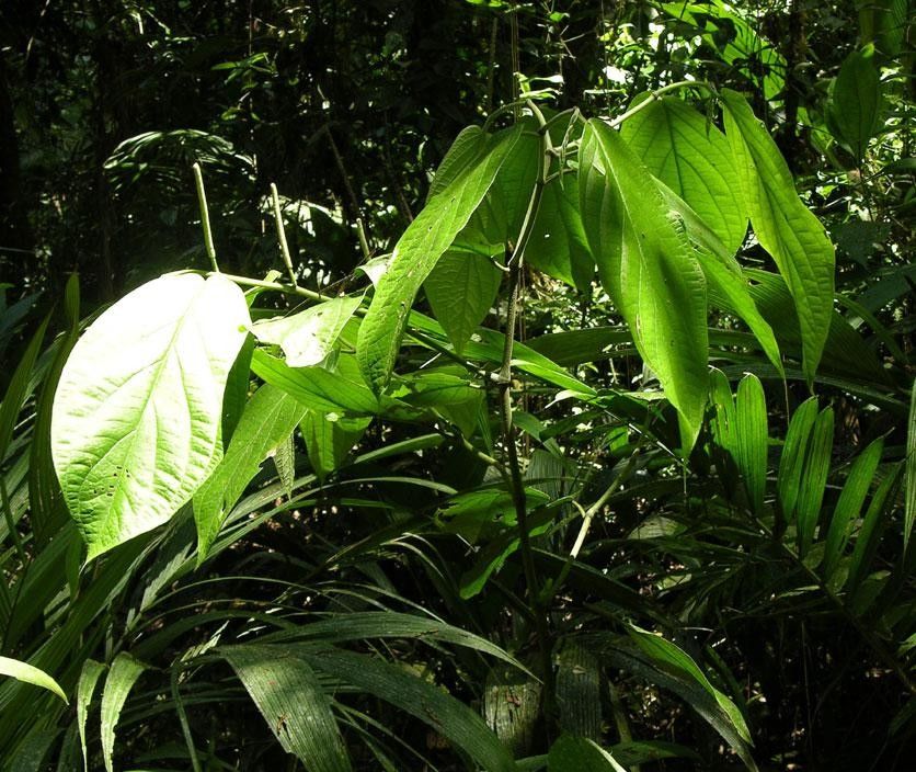 Piper peracuminatum habit