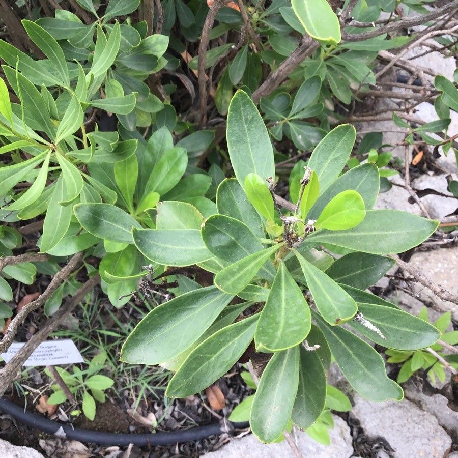 Globularia sarcophylla — houseplant care guide