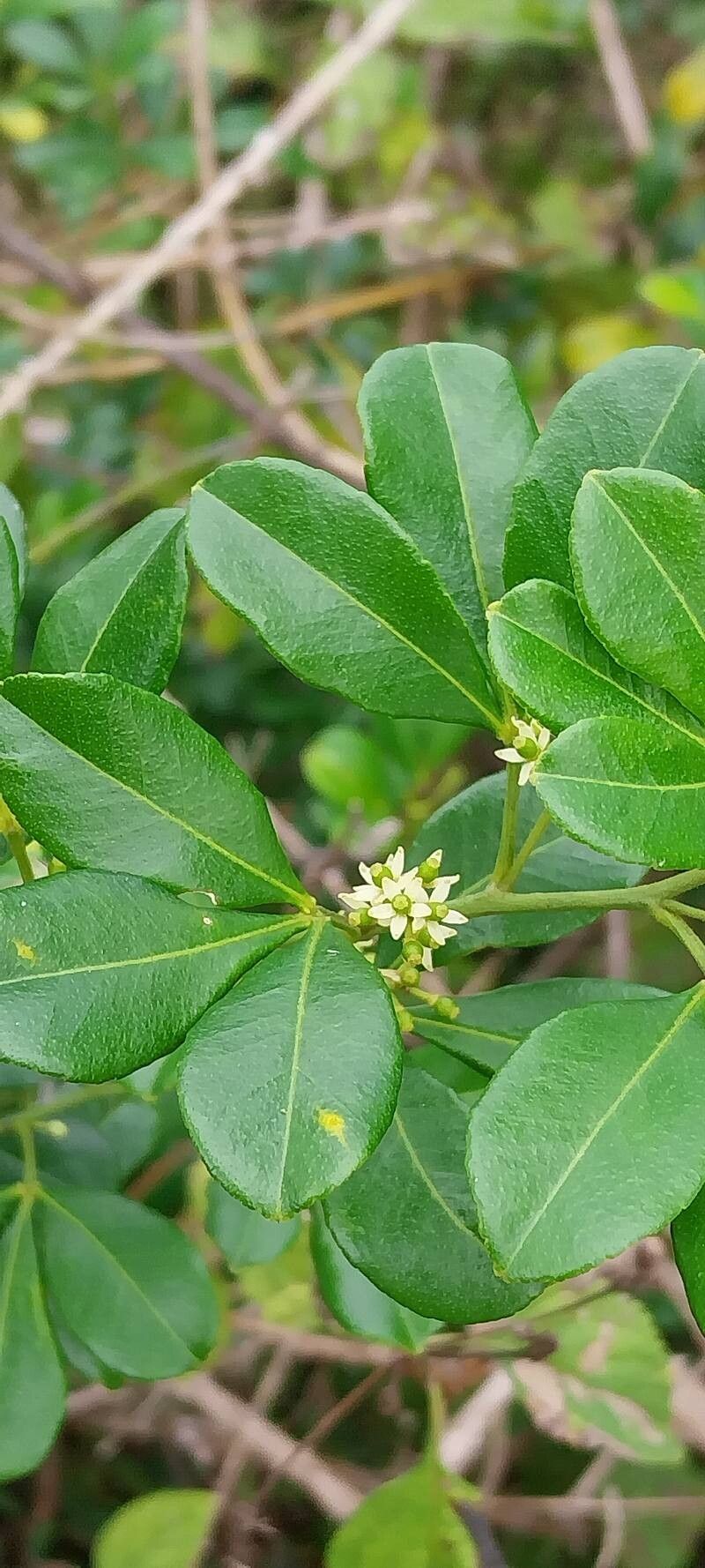Zanthoxylum asiaticum flower