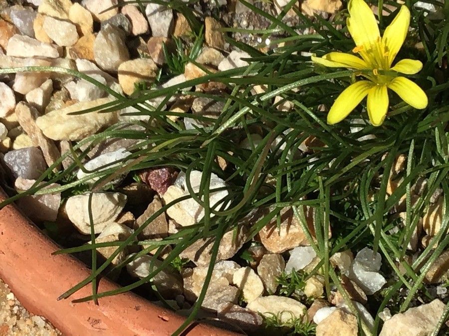 Gagea bohemica — related species from the same genus