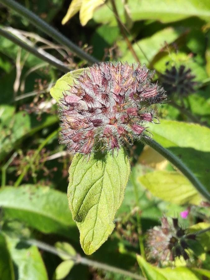 Clinopodium vulgare fruit