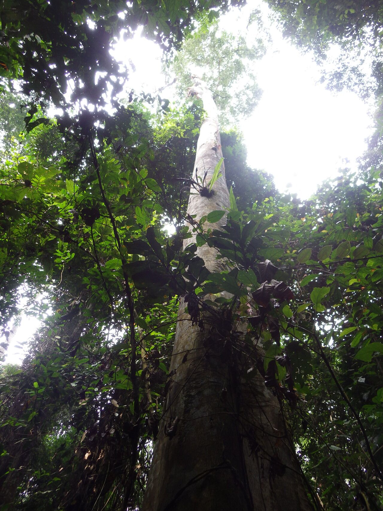 Pterocarpus mildbraedii habit