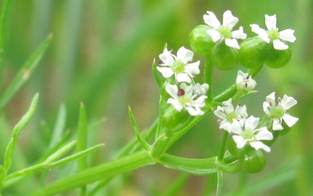 Bifora testiculata flower