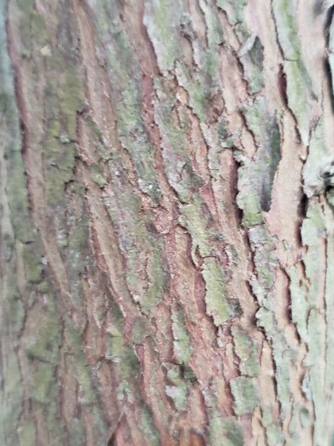 Podocarpus lawrencii bark