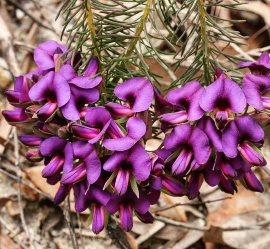 Gompholobium confertum — related species from the same genus