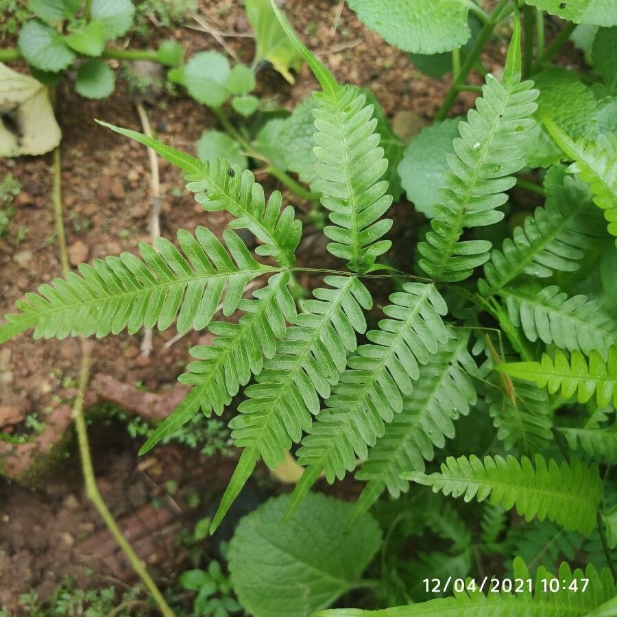 Pteris fauriei leaf
