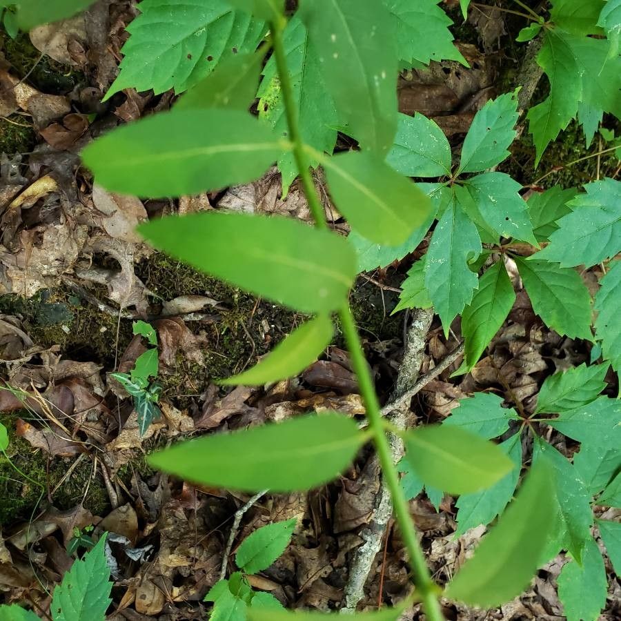 Aureolaria virginica leaf