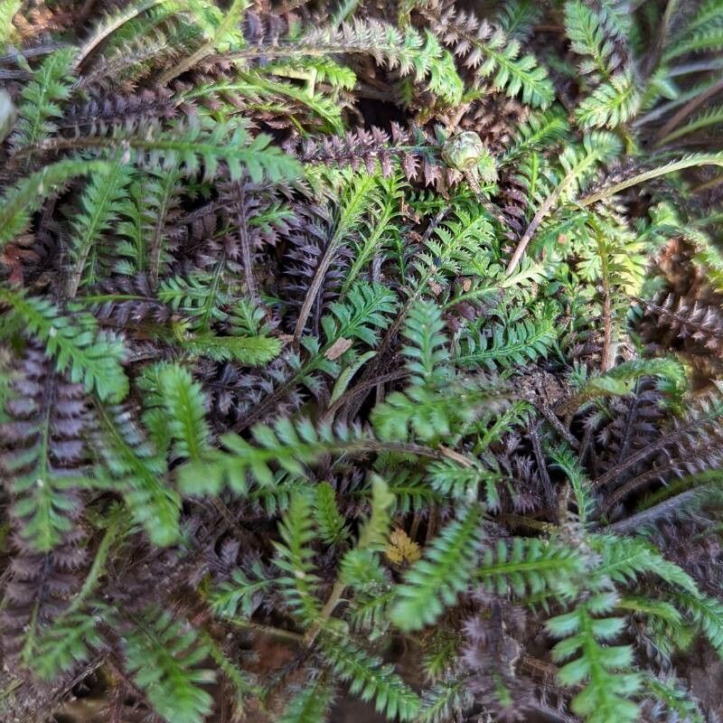 Leptinella squalida habit