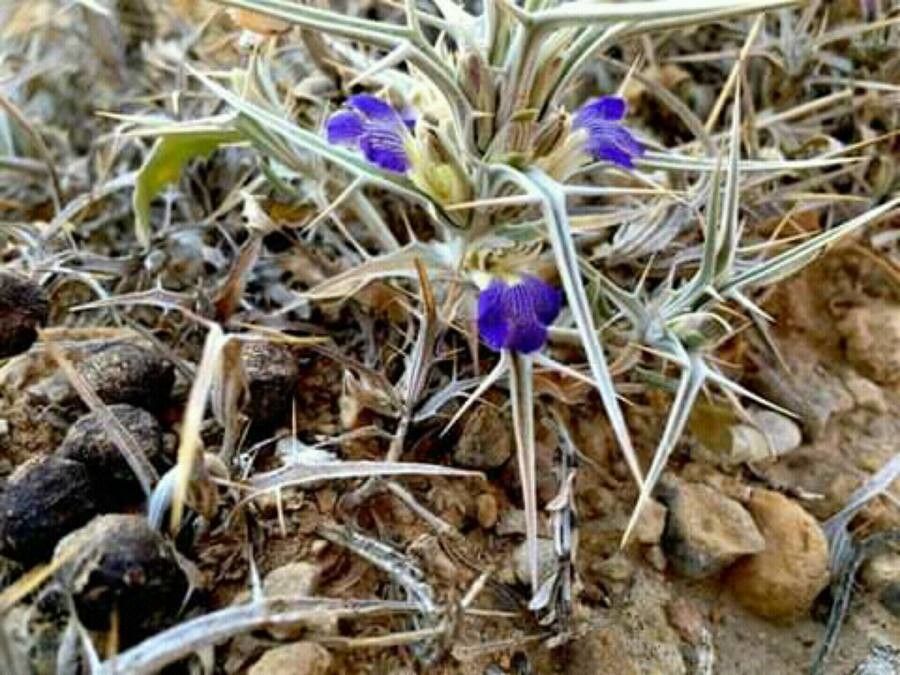 Blepharis ciliaris flower