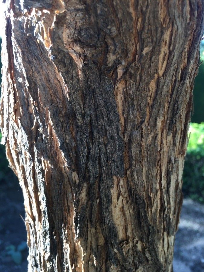 Aloysia gratissima bark